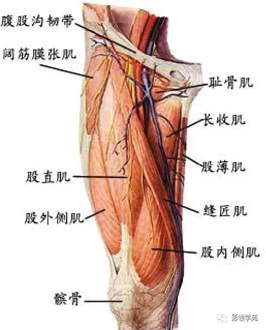 「收藏」最全的人体解剖