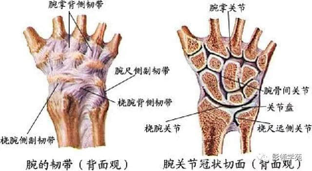 「收藏」最全的人体解剖