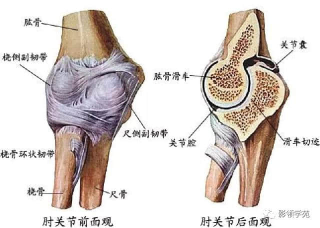 「收藏」最全的人体解剖