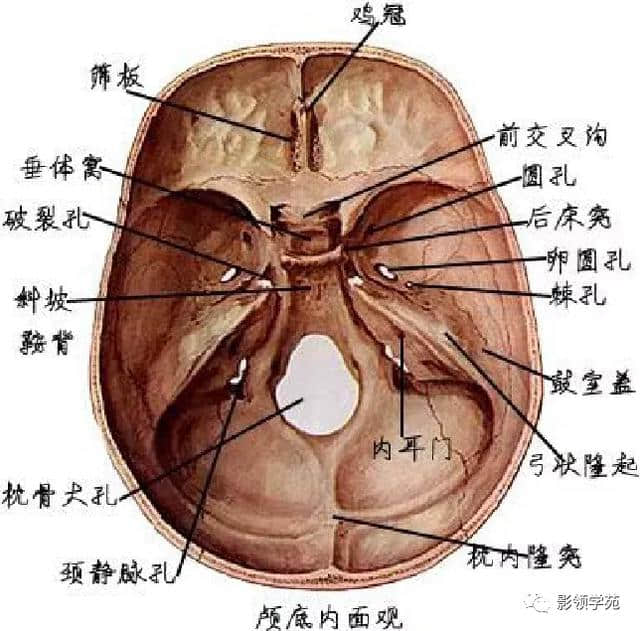 「收藏」最全的人体解剖