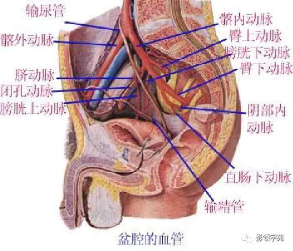 「收藏」最全的人体解剖