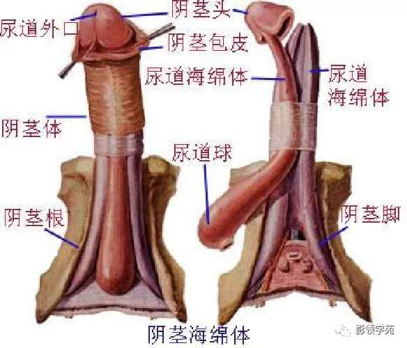 「收藏」最全的人体解剖