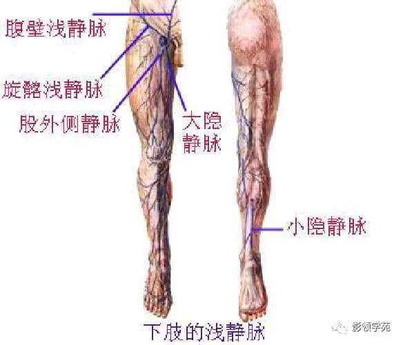 「收藏」最全的人体解剖