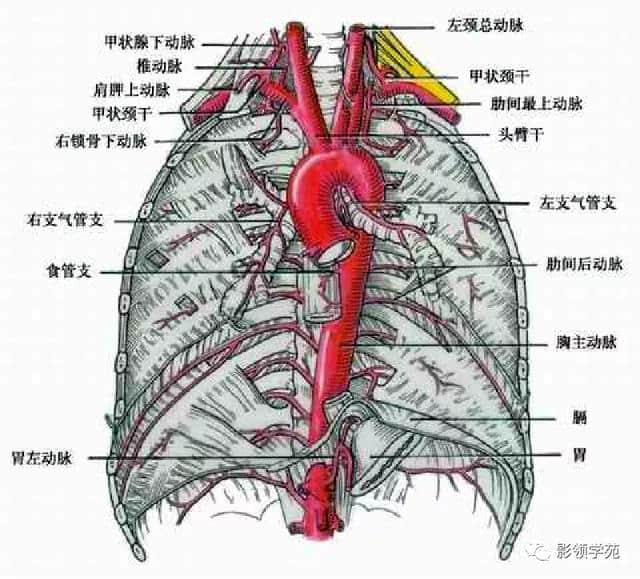 「收藏」最全的人体解剖