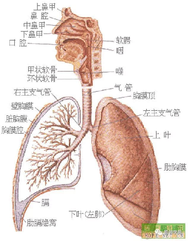 「收藏」最全的人体解剖