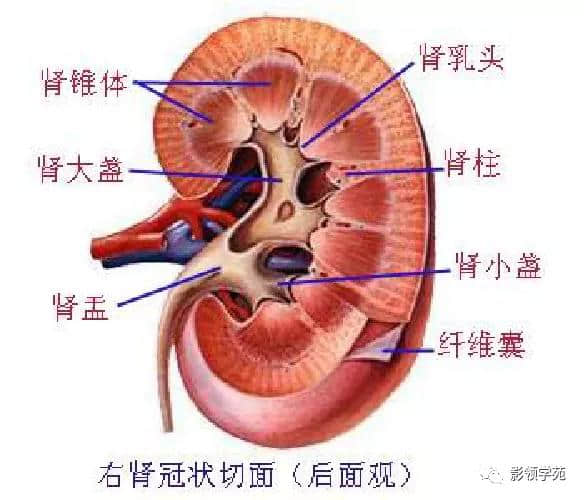「收藏」最全的人体解剖