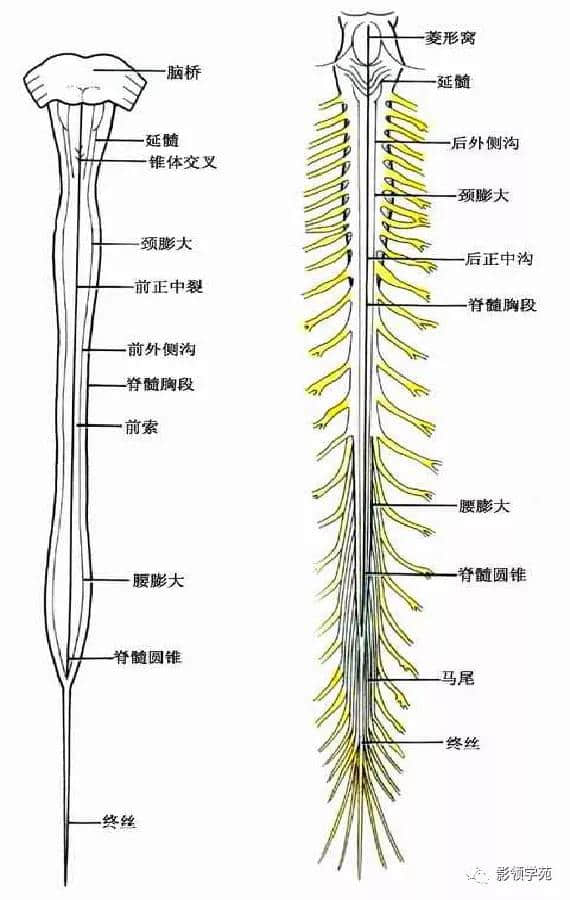 「收藏」最全的人体解剖