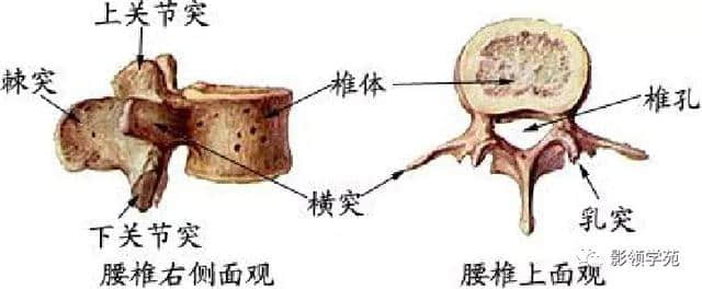「收藏」最全的人体解剖