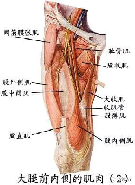 「收藏」最全的人体解剖
