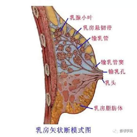 「收藏」最全的人体解剖