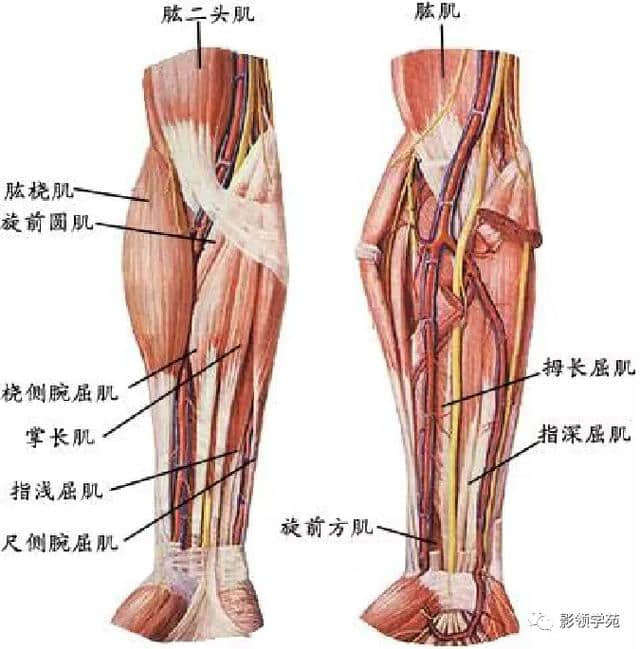 「收藏」最全的人体解剖