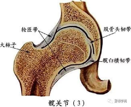 「收藏」最全的人体解剖
