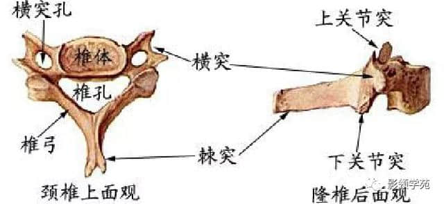 「收藏」最全的人体解剖