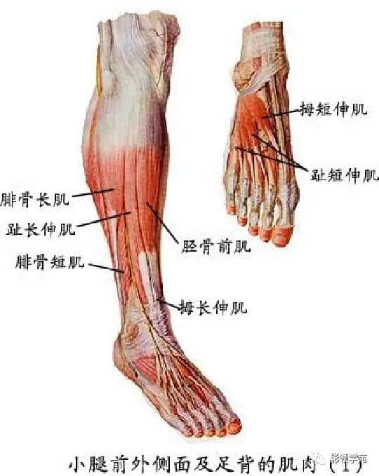 「收藏」最全的人体解剖