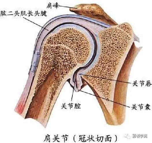 「收藏」最全的人体解剖