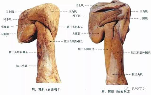 「收藏」最全的人体解剖