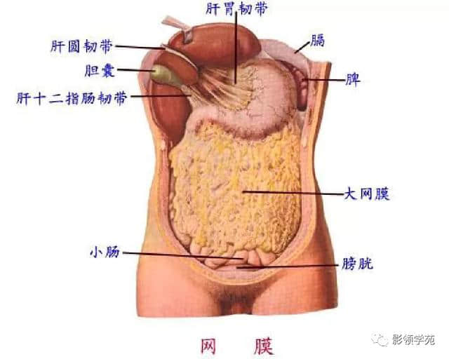 「收藏」最全的人体解剖