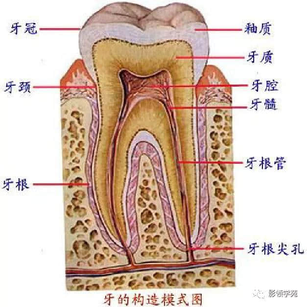 「收藏」最全的人体解剖