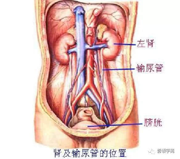 「收藏」最全的人体解剖