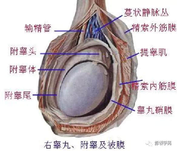 「收藏」最全的人体解剖