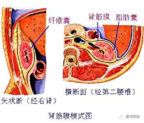「收藏」最全的人体解剖