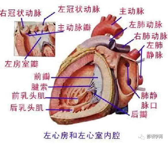 「收藏」最全的人体解剖