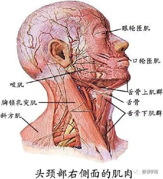 「收藏」最全的人体解剖