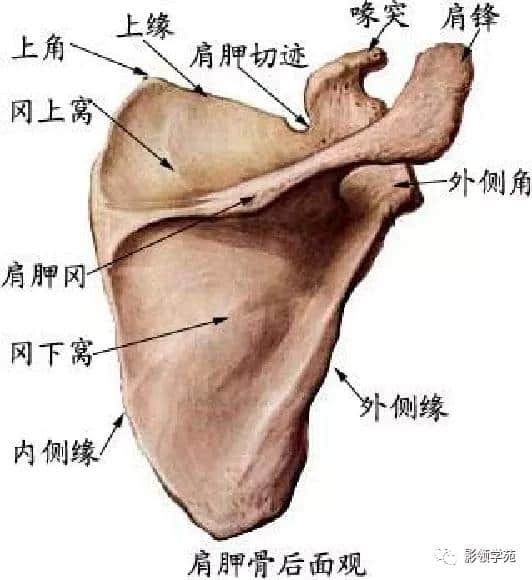 「收藏」最全的人体解剖