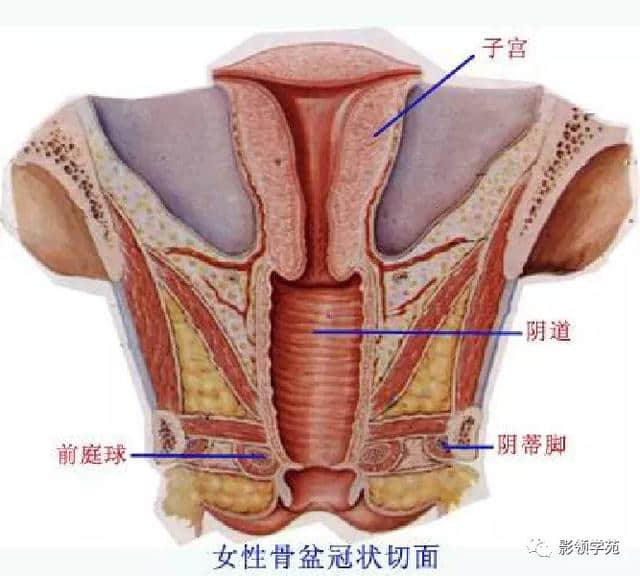 「收藏」最全的人体解剖