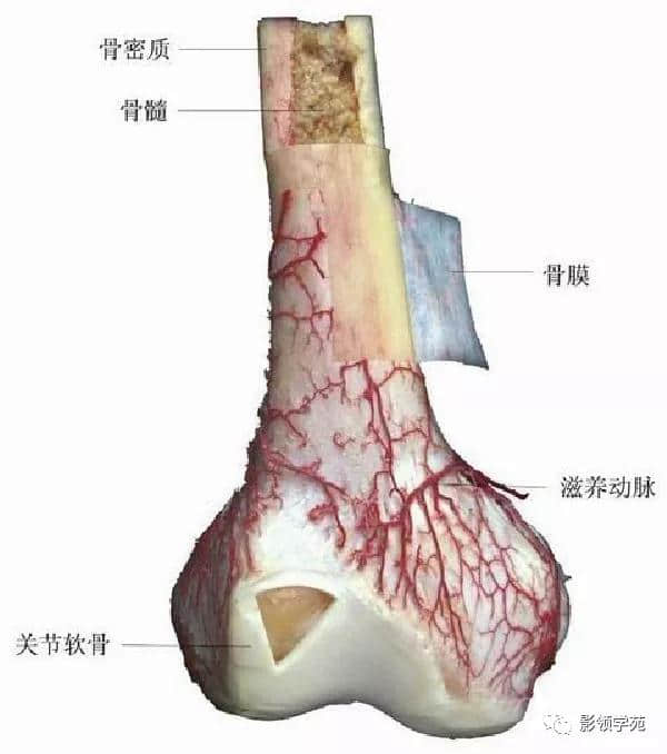 「收藏」最全的人体解剖
