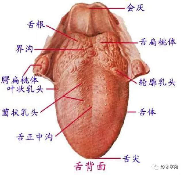 「收藏」最全的人体解剖