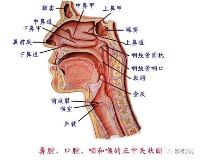 「收藏」最全的人体解剖