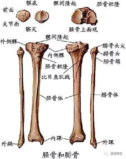 「收藏」最全的人体解剖