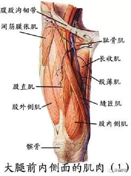 「收藏」最全的人体解剖