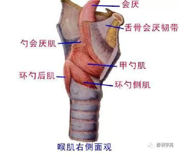 「收藏」最全的人体解剖