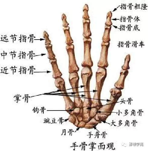 「收藏」最全的人体解剖