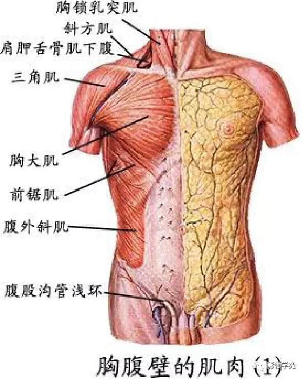 「收藏」最全的人体解剖