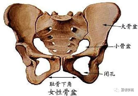 「收藏」最全的人体解剖