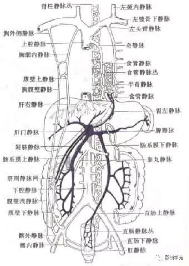 「收藏」最全的人体解剖