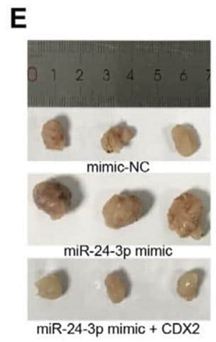 不同单位作者的多篇SCI论文中含有相同划痕标记的直尺