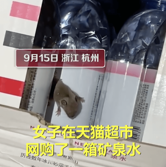 女子网购矿泉水,竟在箱内发现活老鼠!天猫超市上门道歉:全面整顿仓配体系