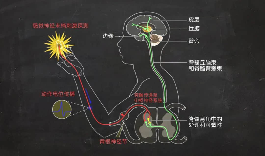 为什么会辣得“菊花痛”?刚刚公布的诺贝尔生理学或医学奖给你答案!