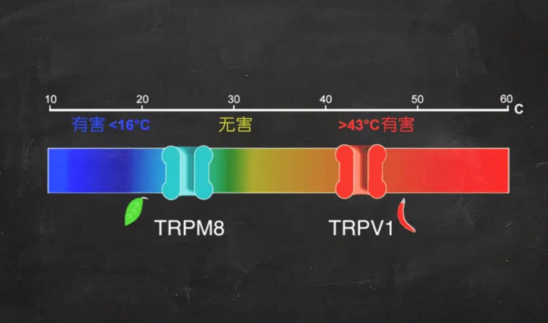 为什么会辣得“菊花痛”?刚刚公布的诺贝尔生理学或医学奖给你答案!