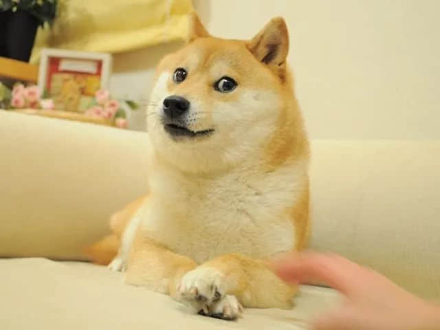 重售永久绝版道具,完美被罚20万元;表情包「Doge」16岁了