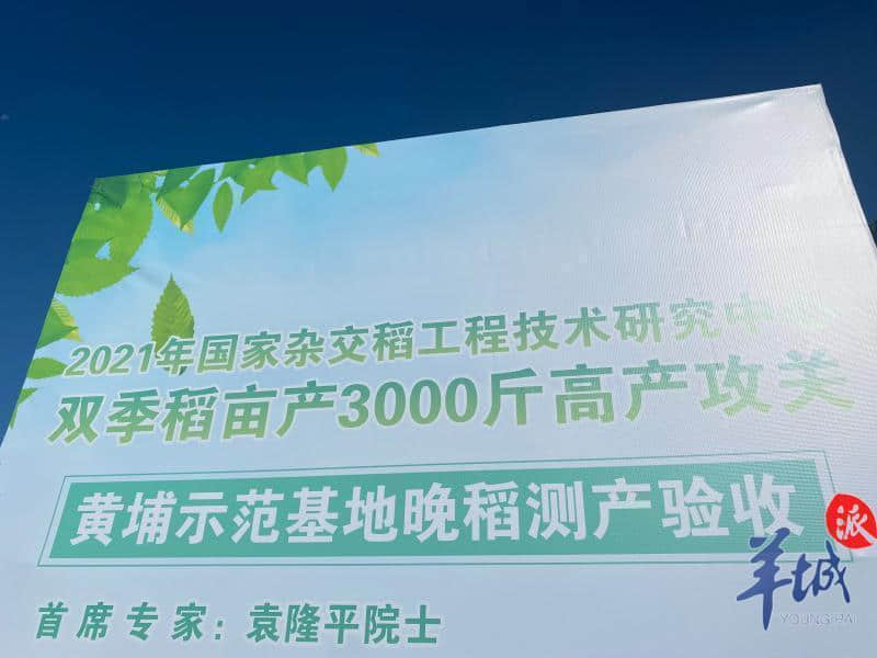 1509.5公斤!袁隆平团队研发的杂交水稻双季亩产大丰收