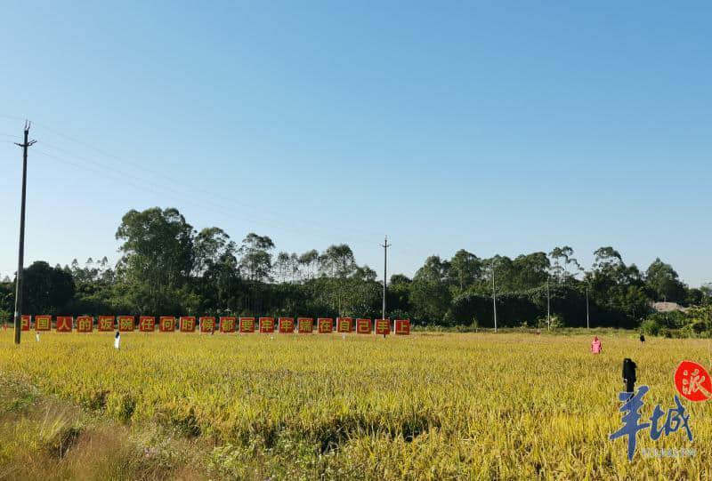 1509.5公斤!袁隆平团队研发的杂交水稻双季亩产大丰收