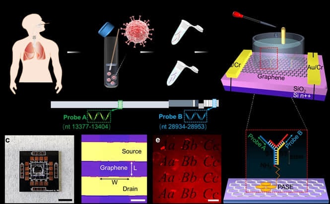 复旦《JACS》《Nano Letters》:新型晶体管实现核酸快速检测!