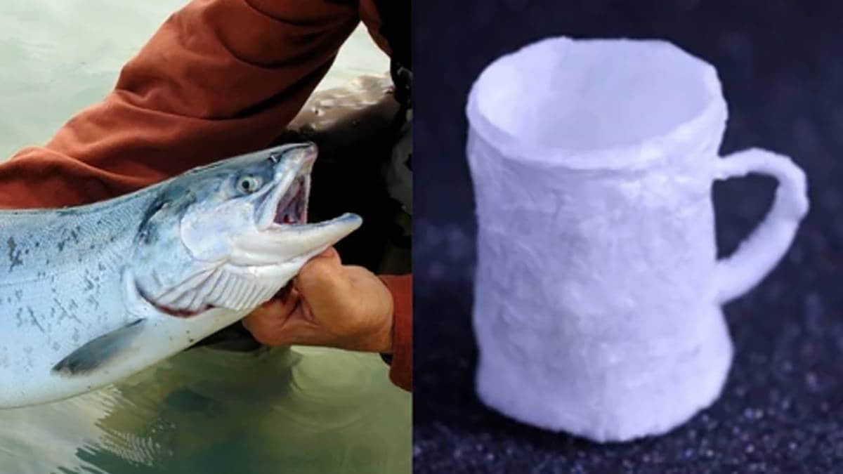 用鲑鱼精子制造的塑料替代品来了，可以被水回收