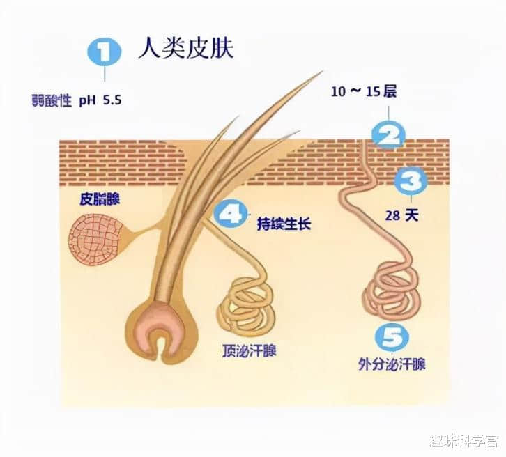 神奇诡异的皮肤!全部由死细胞组成,科学家至今难以对其解释