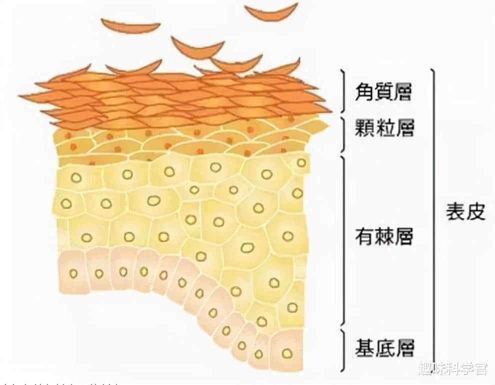 神奇诡异的皮肤!全部由死细胞组成,科学家至今难以对其解释